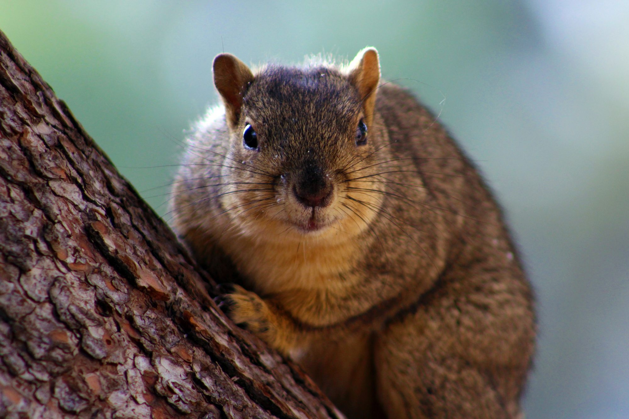 What To Do When You Find An Injured Baby Squirrel