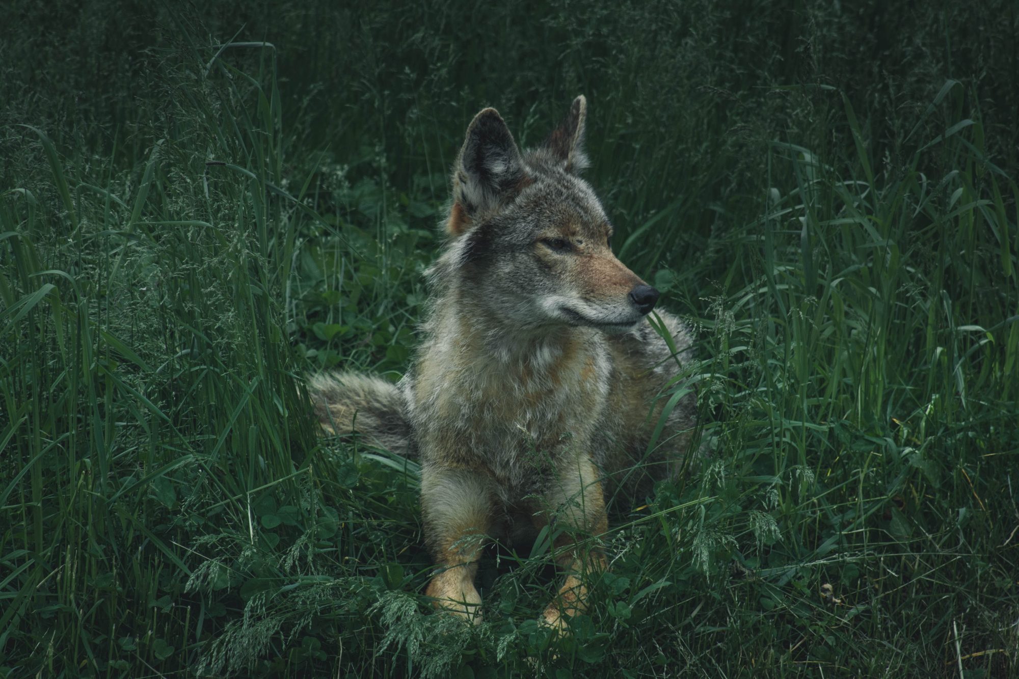 Coyotes | DFW Wildlife Organization