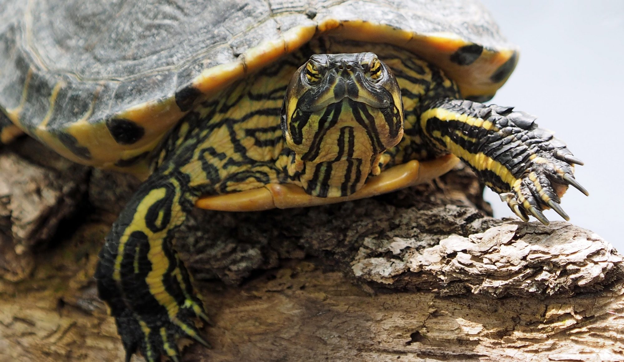 Turtles | DFW Wildlife Organization