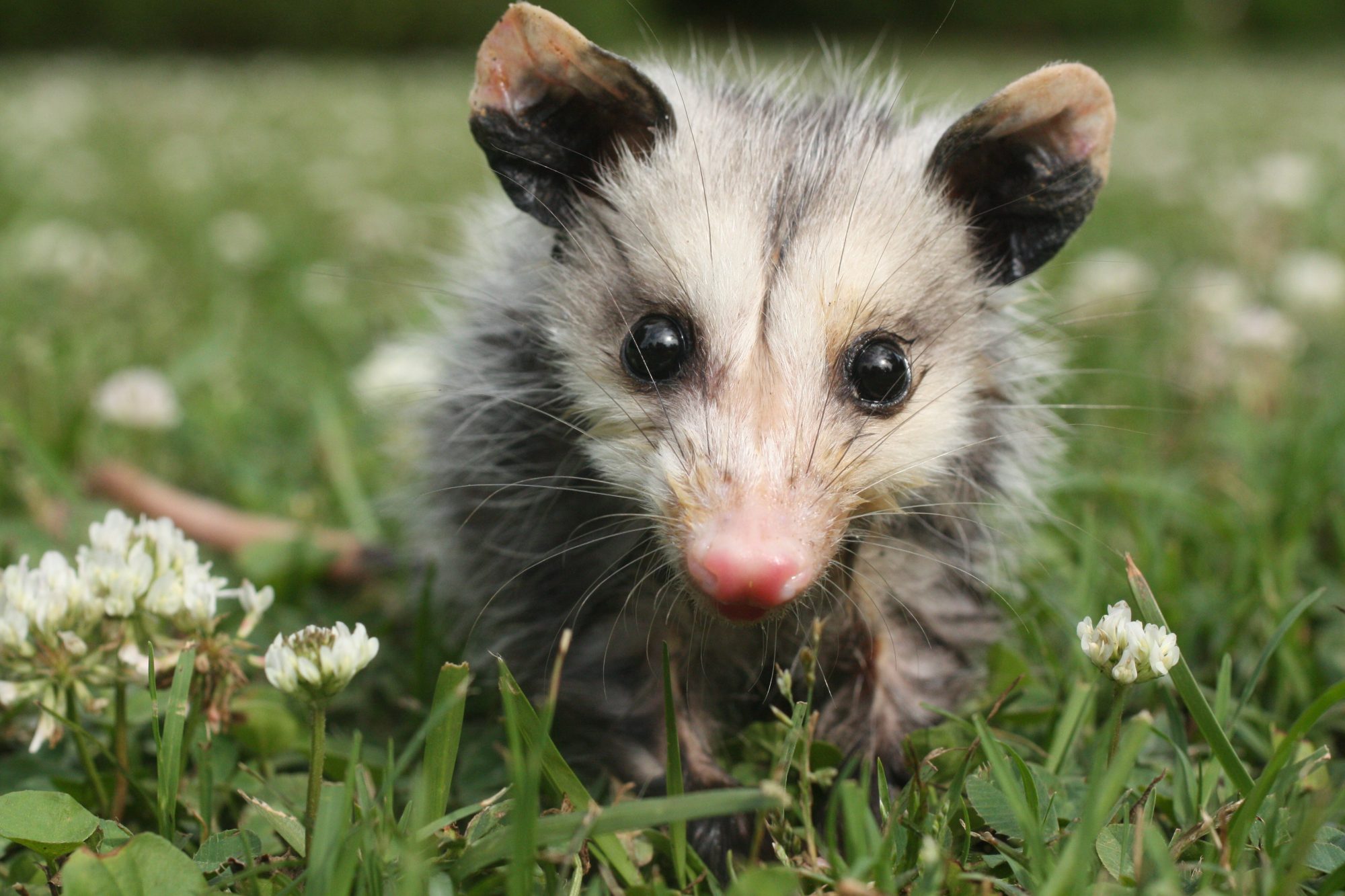 i-found-a-baby-opossum-dfw-wildlife-organization